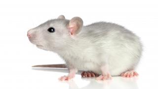 white rat on white background