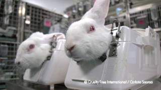 Two rabbits in stocks