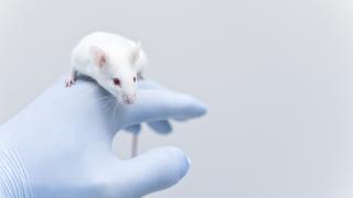 White mouse on blue latex gloved hand 