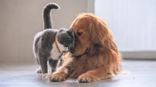 Cat and dog head to head affectionate