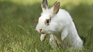 White rabbit leaping through grass