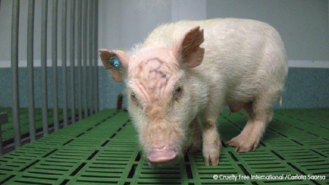 About Animal Testing | Cruelty Free International