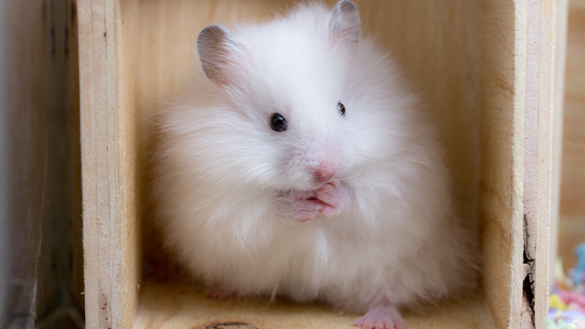 Cruelty free international homepage Cruelty Free International