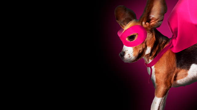 Beagle with pink eye mask and pink cape jumping into the image