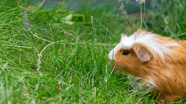 Ginger guinea pig eating grass