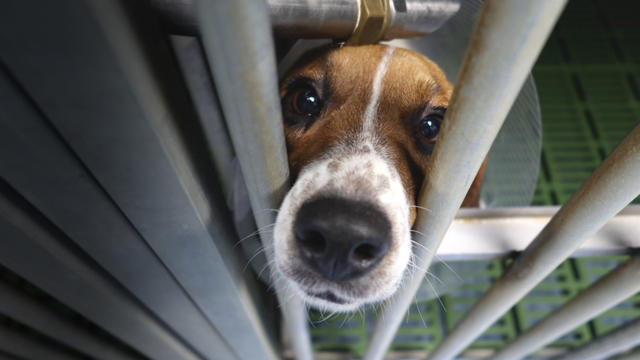 Beagle in laboratory