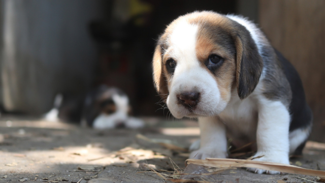 Beagle puppy looking at camera