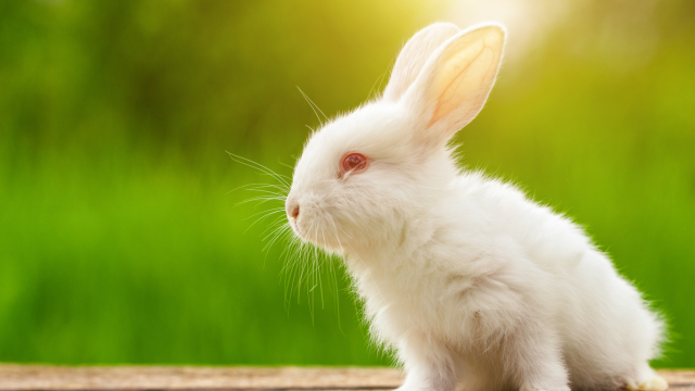 White rabbit on green grass sunny background