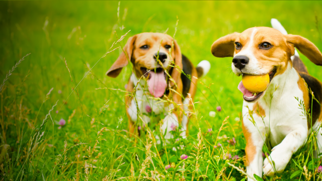 Beagles running in field