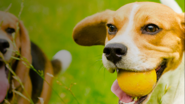 Two beagles running and playing in the grass