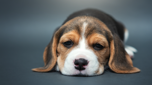 Beagle puppy lying on the floor on a dark background