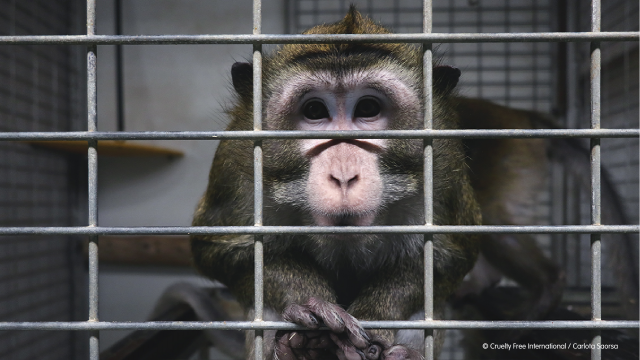 Toxicity testing on animals at Vivotecnia, Spain | Cruelty Free  International
