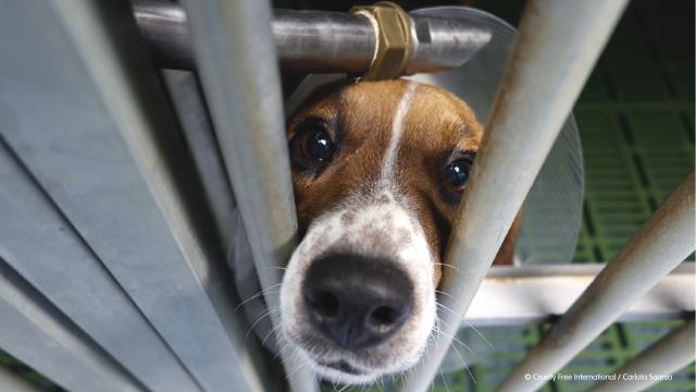Beagle in cage at Vivotecnia