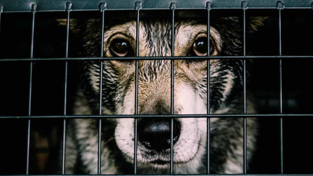 Save the dogs | Cruelty Free International Save the dogs | Cruelty Free International