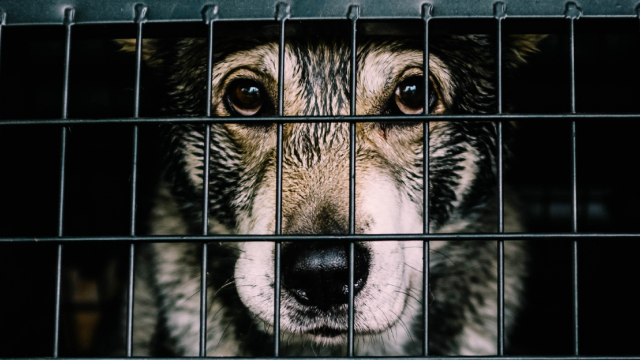 White and Black dog inside cage - Photo by Fredrik Öhlander on Unsplash