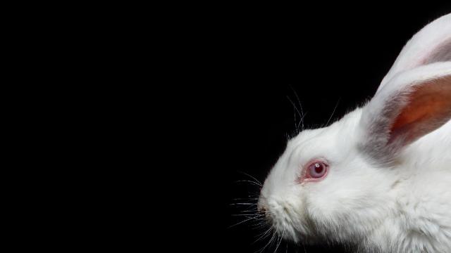 Close up of white rabbit on black background