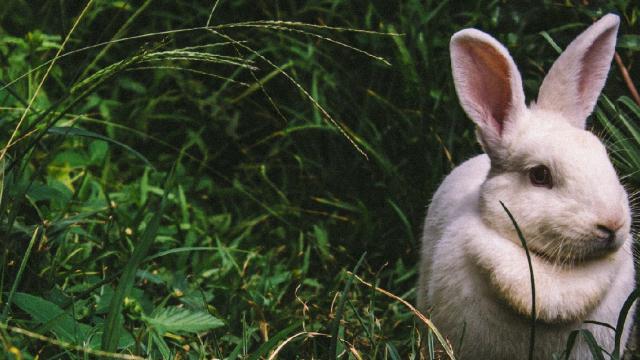 White rabbit on green grass background - Photo by Victor Larracuente on Unsplash