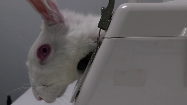Close up of rabbit in stock in a laboratory