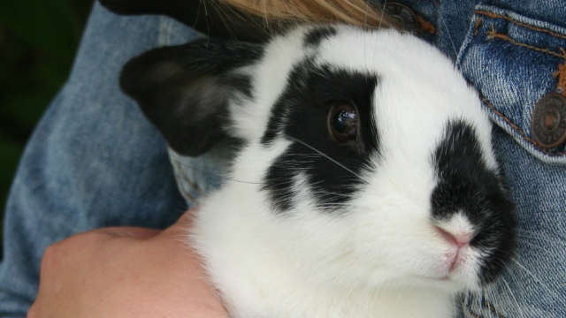 close up of black and white rabbit held in arms