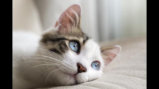 Cat with blue eyes lying down, looking off camera to the right hand side.