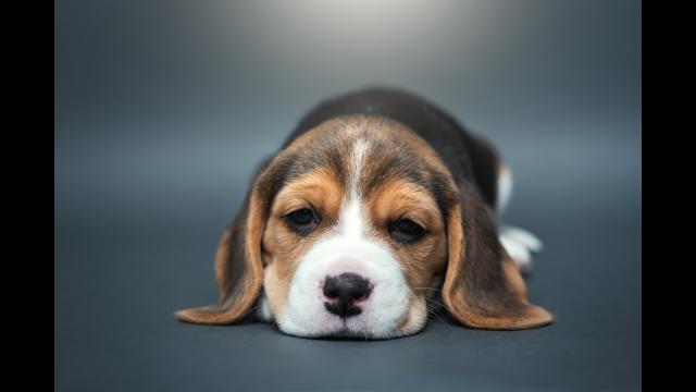 Beagle puppy lying down, looking at camera sadly.