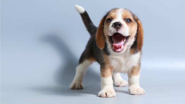 Beagle puppy with mouth open on grey background