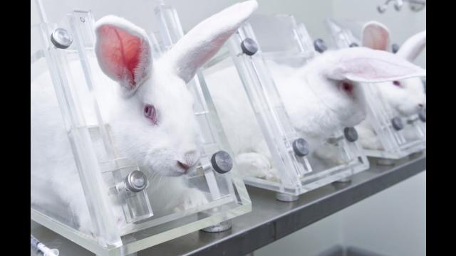 White rabbits in lab