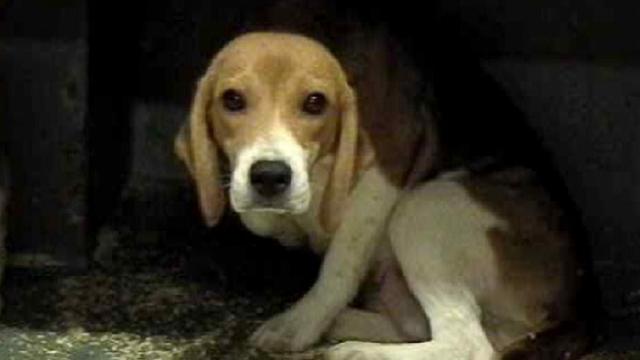 Becky the beagle