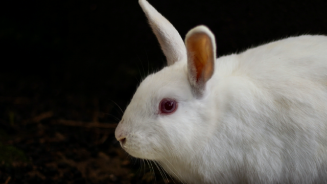 white rabbit on black background - Photo by Shoeib Abolhassani 