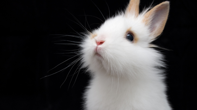 White Rabbit looking up