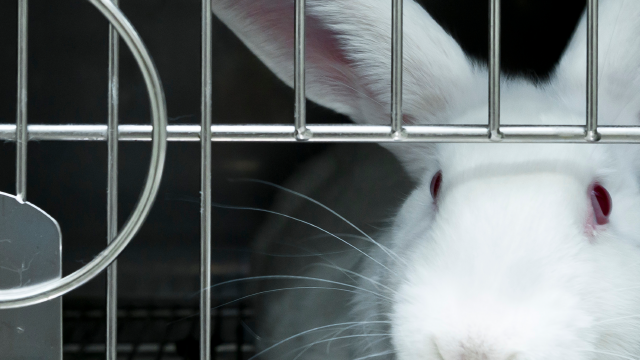 White rabbit in a cage
