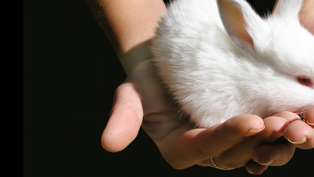 White rabbit in the palm of hands on a black background