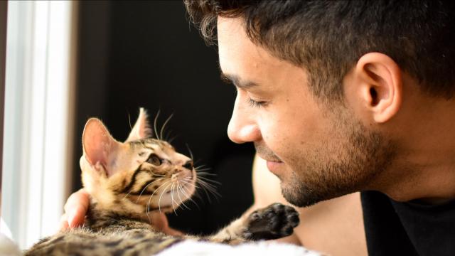 Bengal Kitten pet looking at a man