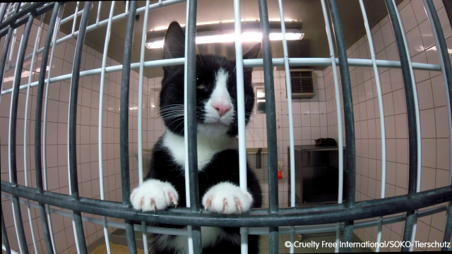 Cat in cage at LPT