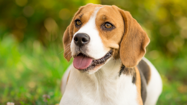 Beagle dog lying in grass with tongue out