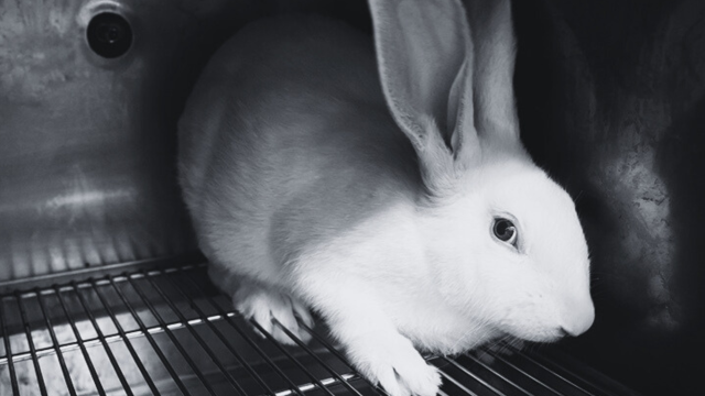 white rabbit in a cage with black and white effect