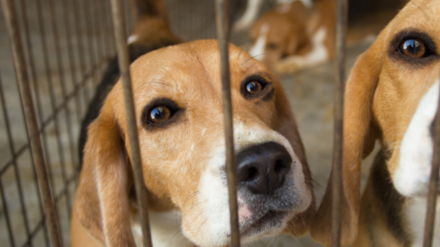 2 sad beagles in cage